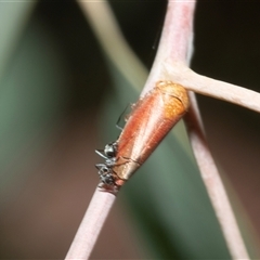 Katipo rubrivenosa at Hawker, ACT - 23 Feb 2025 11:51 AM