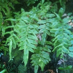 Blechnum ambiguum at Fitzroy Falls, NSW - 24 Feb 2025 by plants