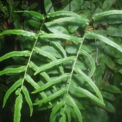 Blechnum ambiguum at Fitzroy Falls, NSW - 24 Feb 2025 10:02 AM