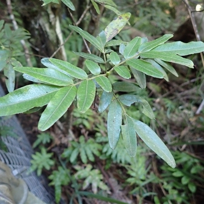 Eucryphia moorei (Pinkwood/Plumwood) at Fitzroy Falls, NSW - 24 Feb 2025 by plants