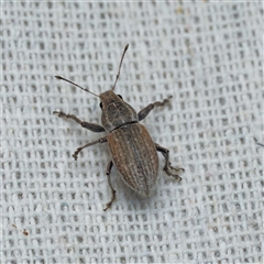 Naupactus leucoloma (White-fringed weevil) at Harrison, ACT - 22 Feb 2025 by DPRees125