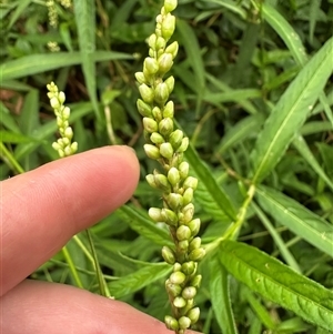 Persicaria subsessilis at suppressed - suppressed