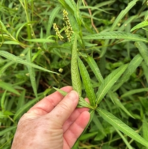 Persicaria subsessilis at suppressed - suppressed