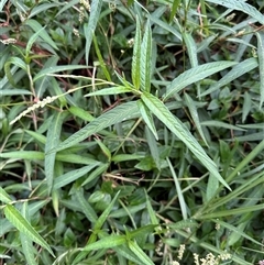 Persicaria subsessilis at suppressed - suppressed