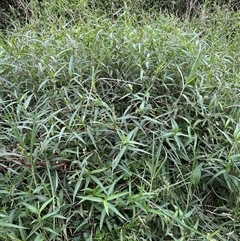 Persicaria subsessilis at suppressed - suppressed