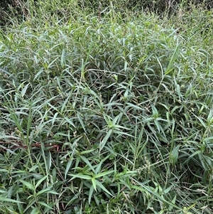 Persicaria subsessilis at suppressed - suppressed