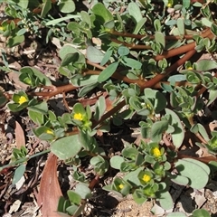 Portulaca oleracea (Munyeroo ,Pigweed, Purslane) at Cook, ACT - 24 Feb 2025 by RAllen