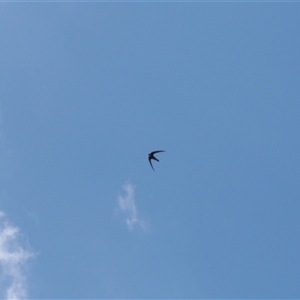 Apus pacificus (Pacific Swift) at Cook, ACT - 24 Feb 2025 by RAllen