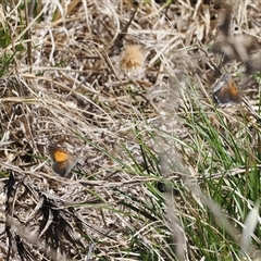 Lucia limbaria at Cook, ACT - 24 Feb 2025 11:45 AM