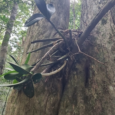 Dendrobium speciosum at O'Reilly, QLD - 22 Feb 2025 by LyndalT