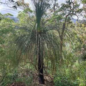 Xanthorrhoea glauca at O'Reilly, QLD - 22 Feb 2025 by LyndalT