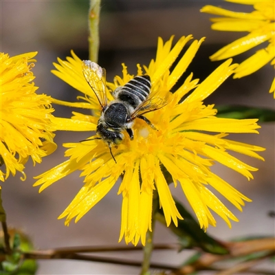 Megachile (Eutricharaea) serricauda (Leafcutter bee, Megachilid bee) at Yarralumla, ACT - 22 Feb 2025 by DPRees125