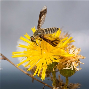 Comptosia sp. (genus) (Unidentified Comptosia bee fly) at Yarralumla, ACT - 22 Feb 2025 by DPRees125