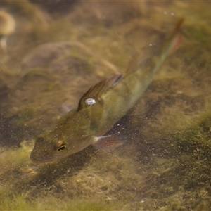 Perca fluviatilis (Redfin) at Melba, ACT - 21 Feb 2025 by KorinneM