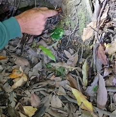 Anostostoma opacum at O'Reilly, QLD - 22 Feb 2025 by LyndalT