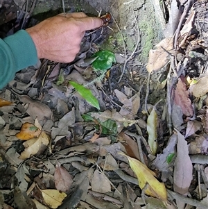 Anostostoma opacum at O'Reilly, QLD - 22 Feb 2025 by LyndalT