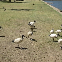 Threskiornis molucca (Australian White Ibis) at Bundaberg South, QLD - 11 Nov 2014 by RodDeb