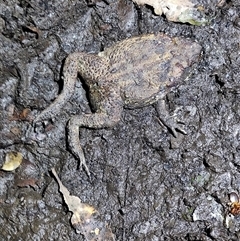 Litoria peronii at O'Reilly, QLD - 22 Feb 2025 by LyndalT