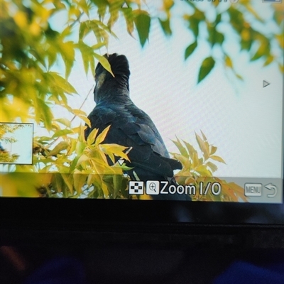 Zanda funerea (Yellow-tailed Black-Cockatoo) at Hughes, ACT - 24 Feb 2025 by Ct1000