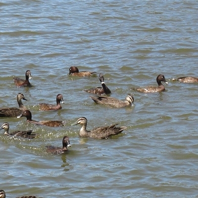 Aythya australis (Hardhead) at Bundaberg South, QLD - 11 Nov 2014 by RodDeb