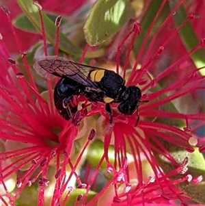 Exoneura sp. (genus) at Unanderra, NSW - 24 Feb 2025 by PaperbarkNativeBees