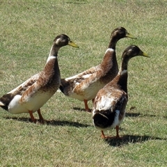 Anas platyrhynchos (Mallard (Domestic Type)) at Bundaberg South, QLD - 11 Nov 2014 by RodDeb