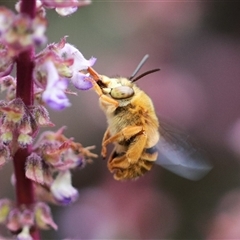 Amegilla (Asaropoda) bombiformis (Teddy Bear Bee) at Keiraville, NSW - 20 Feb 2025 by PaperbarkNativeBees