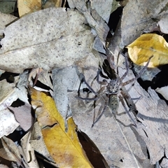 Heteropoda sp. (genus) (Huntsman spider) at O'Reilly, QLD - 22 Feb 2025 by LyndalT