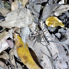 Heteropoda sp. (genus) at O'Reilly, QLD - 22 Feb 2025 07:48 PM