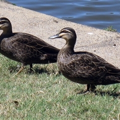 Anas superciliosa (Pacific Black Duck) at Bundaberg South, QLD - 11 Nov 2014 by RodDeb