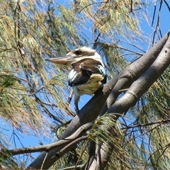 Dacelo novaeguineae (Laughing Kookaburra) at Bargara, QLD - 7 Nov 2014 by RodDeb