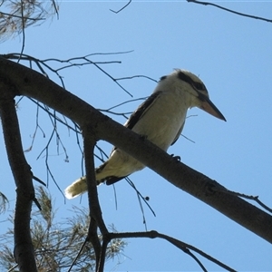 Dacelo novaeguineae at Bargara, QLD - 7 Nov 2014 05:55 PM