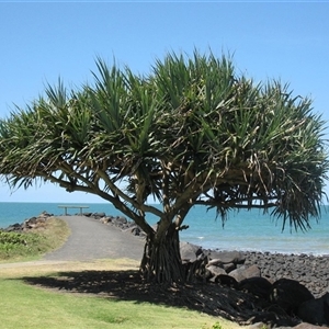 Pandanus tectorius at Bargara, QLD - 7 Nov 2014 by RodDeb