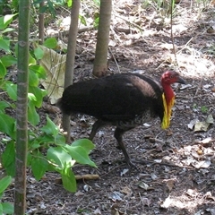 Alectura lathami (Australian Brush-turkey) at Bundaberg North, QLD - 10 Nov 2014 by RodDeb