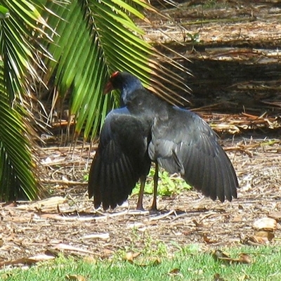 Porphyrio melanotus (Australasian Swamphen) at Bundaberg Central, QLD - 6 Nov 2014 by RodDeb