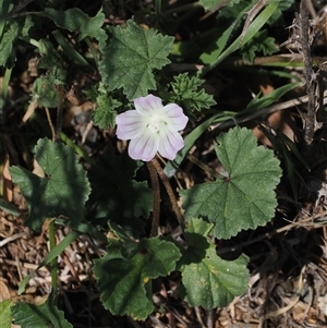 Malva neglecta (Dwarf Mallow) at Cook, ACT - 24 Feb 2025 by RAllen