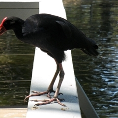 Porphyrio melanotus (Australasian Swamphen) at Bundaberg Central, QLD - 10 Nov 2014 by RodDeb