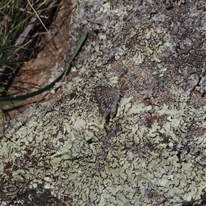 Lucia limbaria at Cook, ACT - 24 Feb 2025 12:04 PM