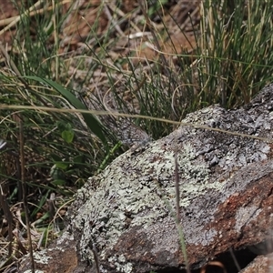 Lucia limbaria at Cook, ACT - 24 Feb 2025 12:04 PM