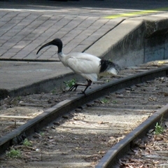 Threskiornis molucca (Australian White Ibis) at Bundaberg Central, QLD - 6 Nov 2014 by RodDeb