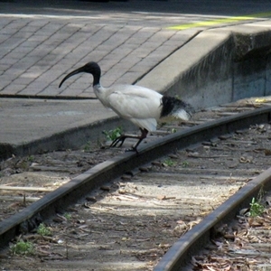 Threskiornis molucca at Bundaberg Central, QLD - 6 Nov 2014 05:26 PM