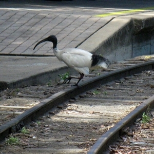 Threskiornis molucca (Australian White Ibis) at Bundaberg Central, QLD - 6 Nov 2014 by RodDeb