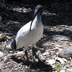 Threskiornis molucca at Bundaberg Central, QLD - 10 Nov 2014 06:21 PM