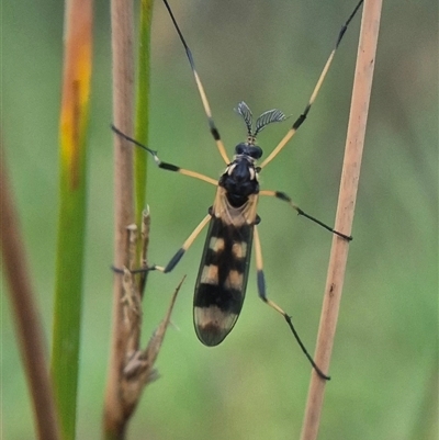 Gynoplistia (Gynoplistia) bella (A crane fly) at Bungendore, NSW by clarehoneydove