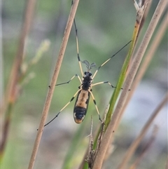 Gynoplistia (Gynoplistia) bella at Bungendore, NSW - suppressed