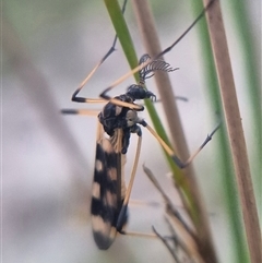 Gynoplistia (Gynoplistia) bella at Bungendore, NSW - suppressed