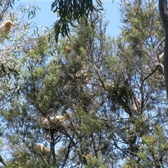 Bubulcus coromandus at Bundaberg North, QLD - 10 Nov 2014 06:28 PM