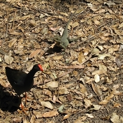 Gallinula tenebrosa (Dusky Moorhen) at Bundaberg North, QLD - 6 Nov 2014 by RodDeb