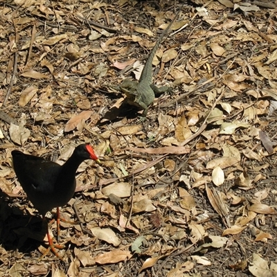 Gallinula tenebrosa (Dusky Moorhen) at Bundaberg North, QLD - 6 Nov 2014 by RodDeb