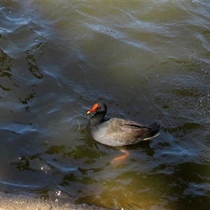 Gallinula tenebrosa (Dusky Moorhen) at Bundaberg North, QLD - 10 Nov 2014 by RodDeb